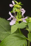 Smooth Hedgenettle, Stachys tenuifolia