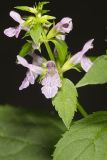 Smooth Hedgenettle, Stachys tenuifolia