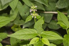 Smooth Hedgenettle, Stachys tenuifolia