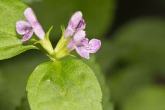 Smooth Hedgenettle, Stachys tenuifolia