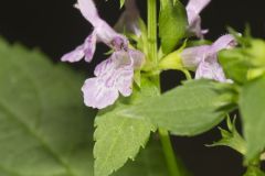 Smooth Hedgenettle, Stachys tenuifolia