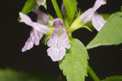 Smooth Hedgenettle, Stachys tenuifolia