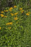 Smooth Oxeye Sunflower, Heliopsis helianthoides