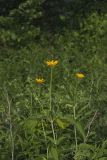 Smooth Oxeye Sunflower, Heliopsis helianthoides