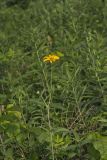 Smooth Oxeye Sunflower, Heliopsis helianthoides