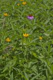 Smooth Oxeye Sunflower, Heliopsis helianthoides