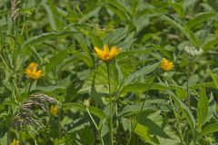 Smooth Oxeye Sunflower
