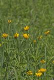 Smooth Oxeye Sunflower, Heliopsis helianthoides