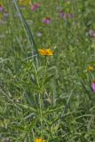 Smooth Oxeye Sunflower, Heliopsis helianthoides
