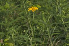 Smooth Oxeye Sunflower, Heliopsis helianthoides