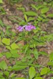 Smooth Phlox, Phlox glaberrima
