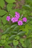 Smooth Phlox, Phlox glaberrima