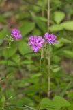 Smooth Phlox, Phlox glaberrima