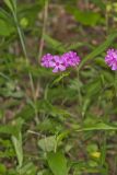 Smooth Phlox, Phlox glaberrima