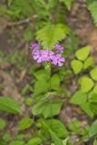 Smooth Phlox, Phlox glaberrima