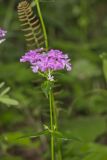 Smooth Phlox, Phlox glaberrima