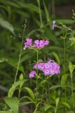 Smooth Phlox, Phlox glaberrima