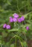 Smooth Phlox, Phlox glaberrima