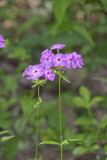 Smooth Phlox, Phlox glaberrima
