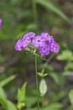 Smooth Phlox, Phlox glaberrima