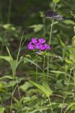 Smooth Phlox, Phlox glaberrima