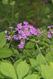 Smooth Phlox, Phlox glaberrima
