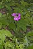 Smooth Phlox, Phlox glaberrima