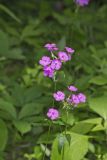 Smooth Phlox, Phlox glaberrima