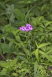 Smooth Phlox, Phlox glaberrima