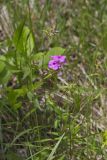 Smooth Phlox, Phlox glaberrima