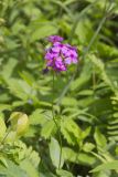 Smooth Phlox, Phlox glaberrima