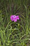 Smooth Phlox, Phlox glaberrima
