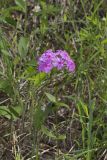 Smooth Phlox, Phlox glaberrima