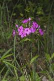 Smooth Phlox, Phlox glaberrima