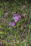 Smooth Phlox, Phlox glaberrima
