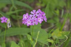 Smooth Phlox, Phlox glaberrima