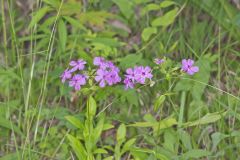 Smooth Phlox, Phlox glaberrima