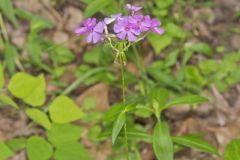 Smooth Phlox, Phlox glaberrima