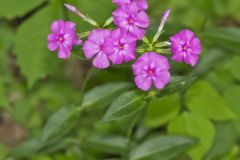 Smooth Phlox, Phlox glaberrima