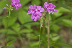 Smooth Phlox, Phlox glaberrima