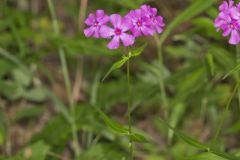 Smooth Phlox, Phlox glaberrima