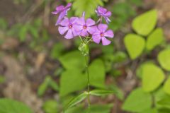 Smooth Phlox, Phlox glaberrima