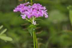 Smooth Phlox, Phlox glaberrima