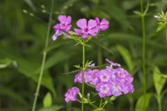 Smooth Phlox, Phlox glaberrima