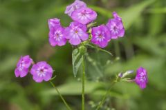 Smooth Phlox, Phlox glaberrima