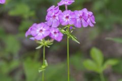 Smooth Phlox, Phlox glaberrima