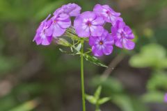 Smooth Phlox, Phlox glaberrima