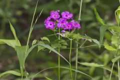 Smooth Phlox, Phlox glaberrima