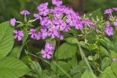 Smooth Phlox, Phlox glaberrima