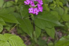 Smooth Phlox, Phlox glaberrima